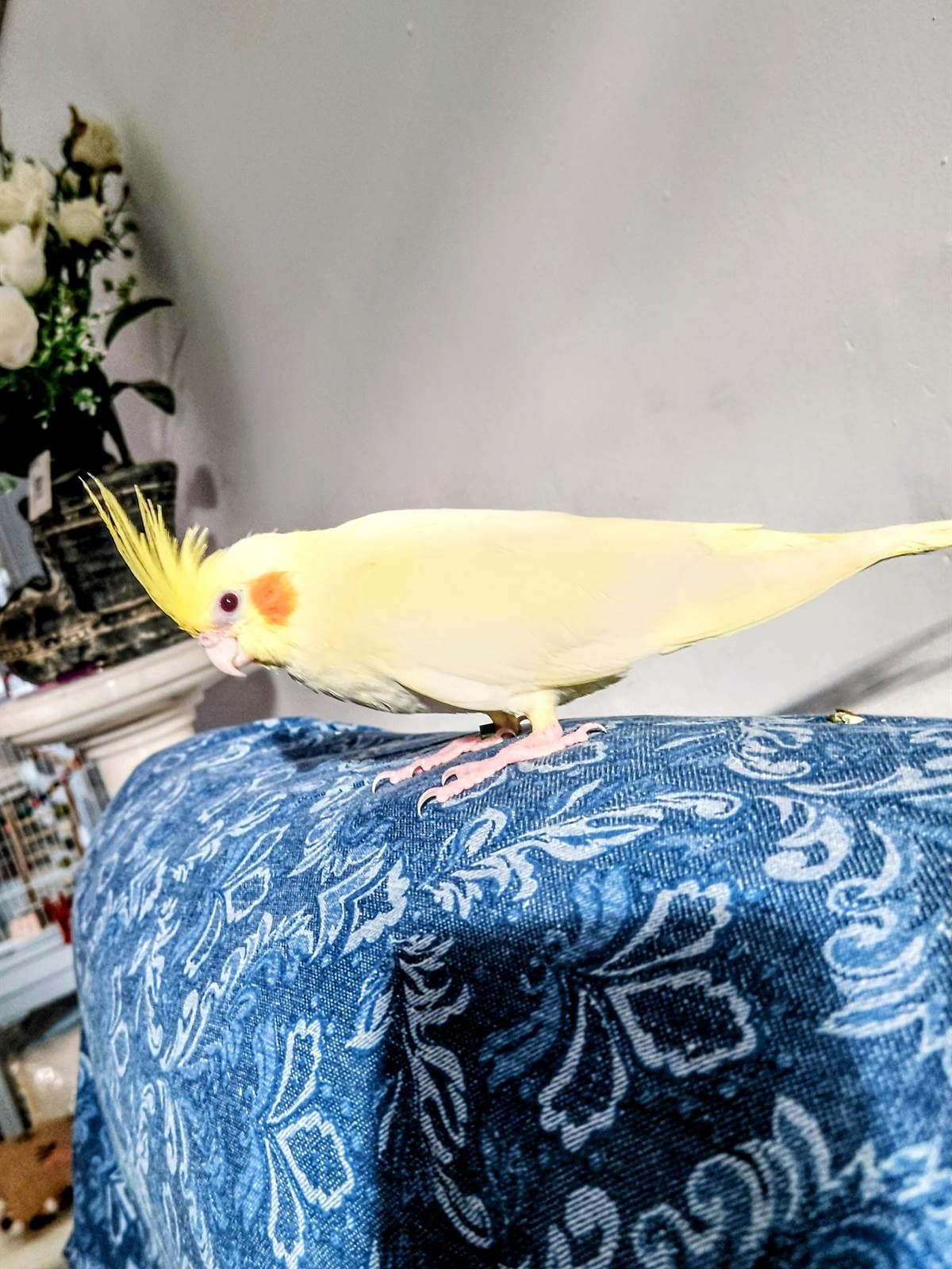 Lemon